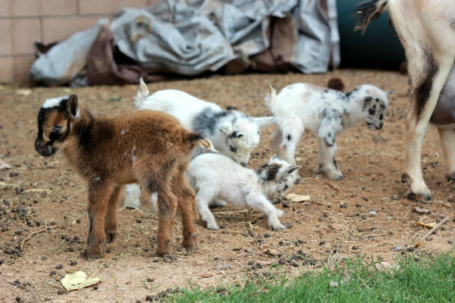 Just for fun! A short tale of the littlest goat you ever did see!