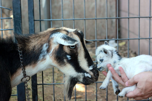 Just for fun! A short tale of the littlest goat you ever did see!