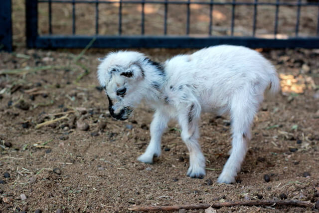 Just for fun! A short tale of the littlest goat you ever did see!