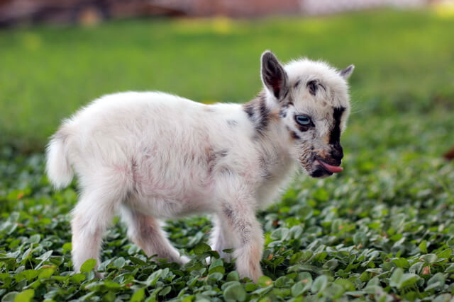 Just for fun! A short tale of the littlest goat you ever did see!