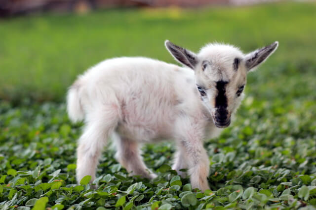 Just for fun! A short tale of the littlest goat you ever did see!