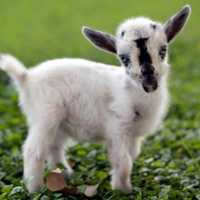 A Tale of the Littlest Goat you ever did see.
