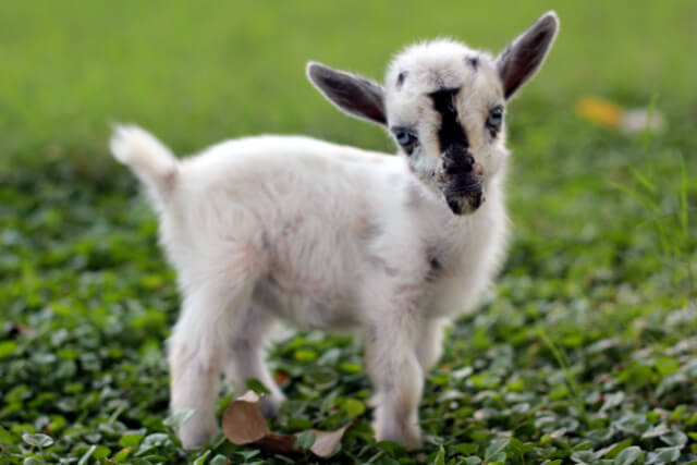 Just for fun! A short tale of the littlest goat you ever did see!