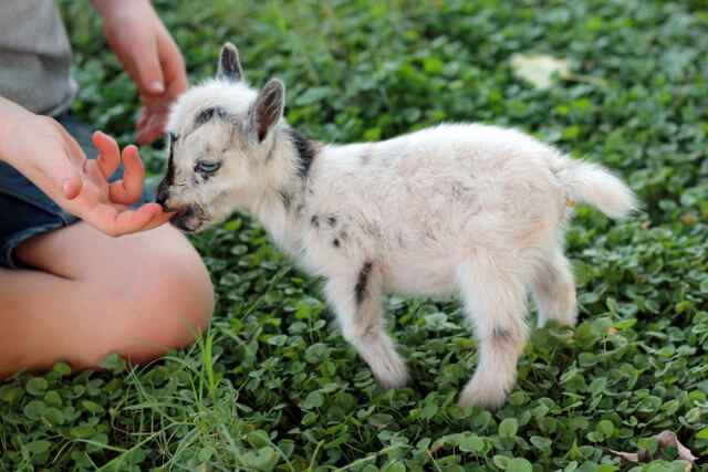 Just for fun! A short tale of the littlest goat you ever did see!