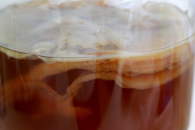 Brewing KOMBUCHA: The Basics, The Benefits, & The Bravery