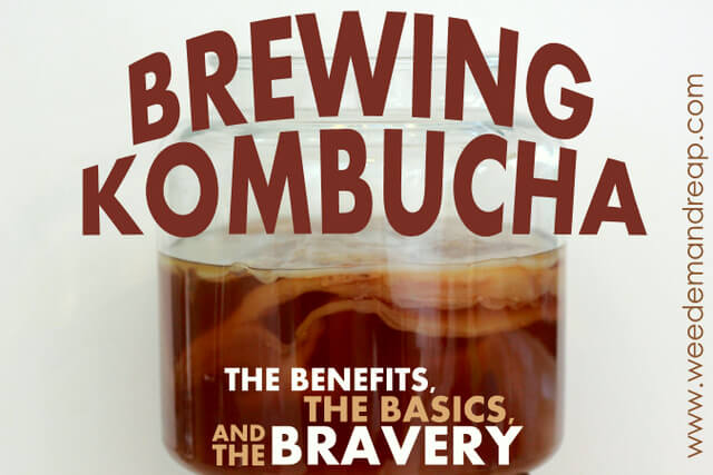 brew-kombucha