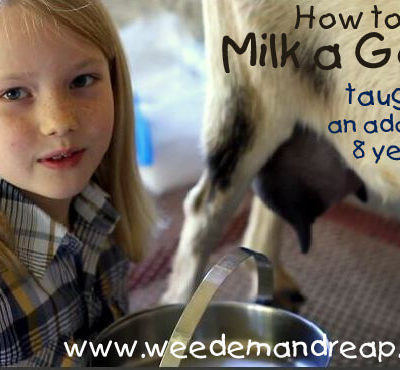 How to Milk a Goat : Taught by an Adorable 8 year old