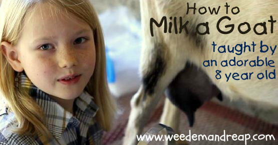 how-to-milk-goat-001