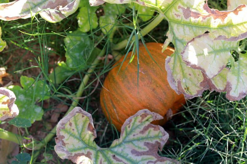 growing pumpkin in arizona