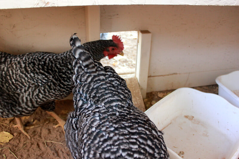 chicken coop