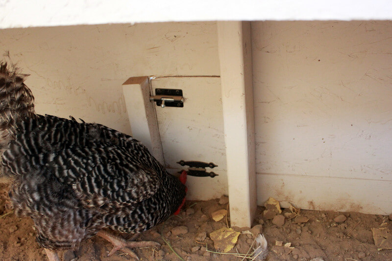 chicken coop