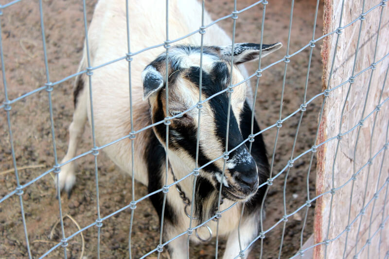 nigerian dwarf goat