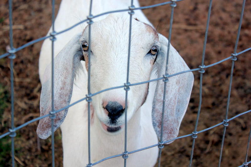 nubian goat