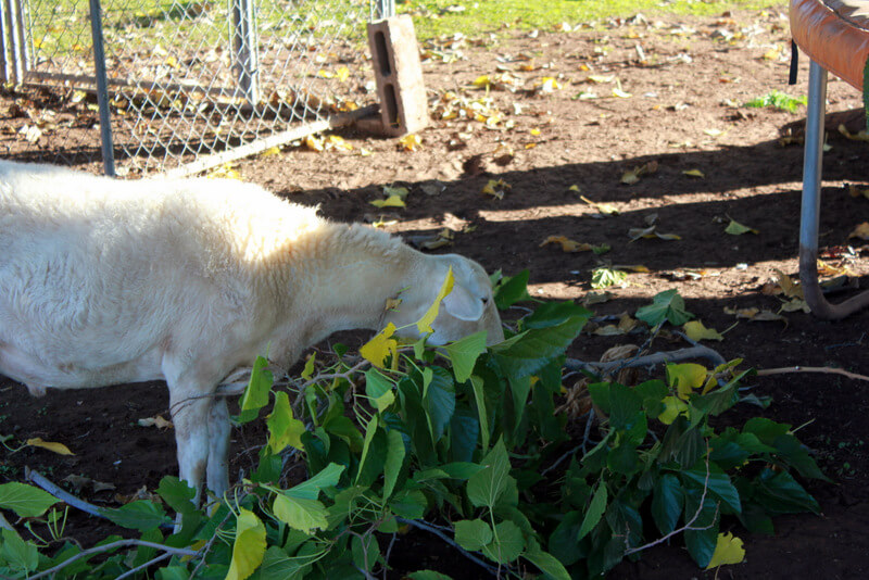 katahdin lamb