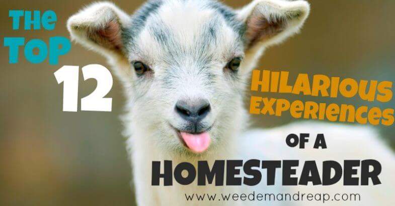 homesteader experiences