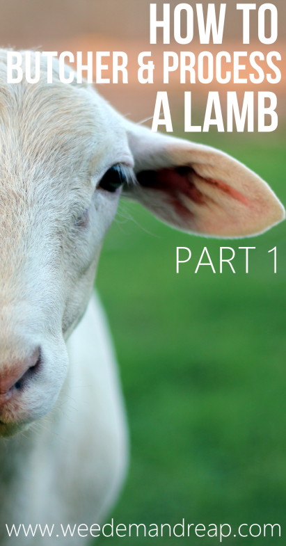 How to Butcher & Process a Lamb-2