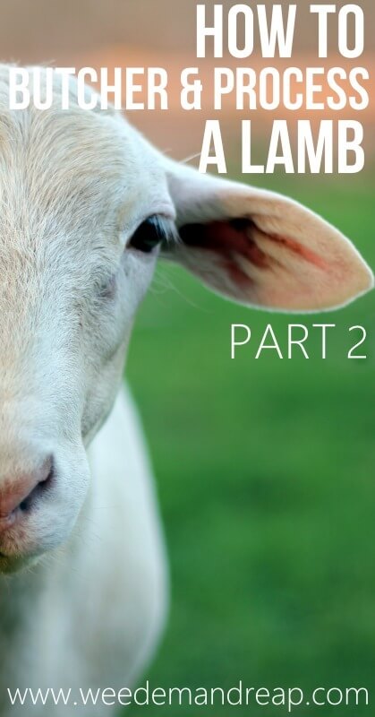 How to Butcher & Process a Lamb-2PIN
