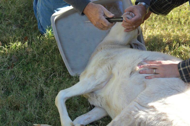 How to Butcher a Lamb