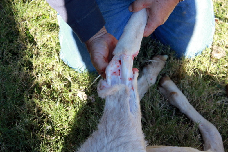 How to Butcher a Lamb