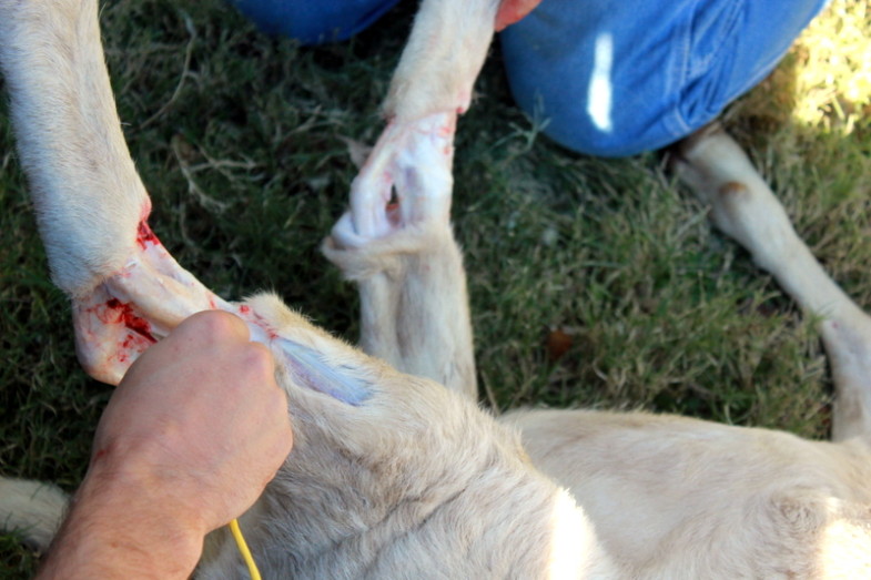 How to Butcher a Lamb