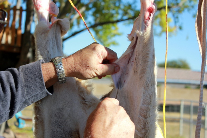 How to Butcher a Lamb