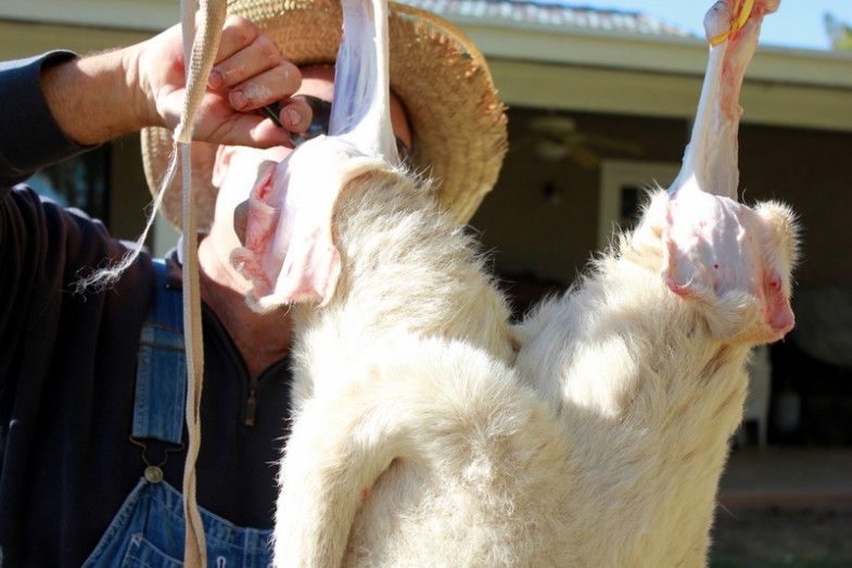 How to Butcher a Lamb