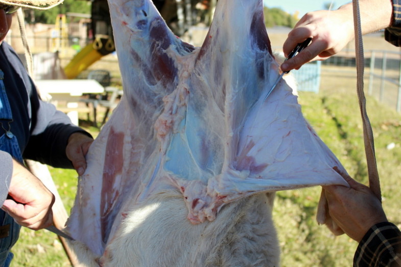 How to Butcher a Lamb