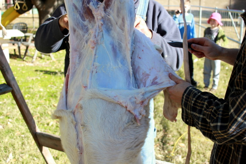 How to Butcher a Lamb