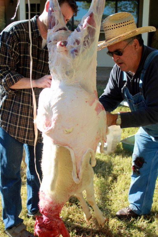 How to Butcher a Lamb