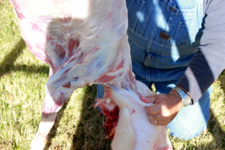 How to Butcher a Lamb