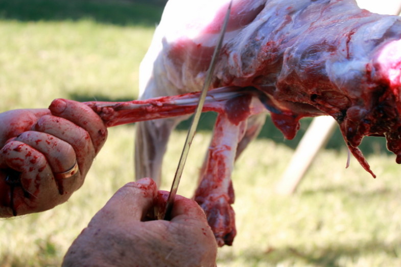How to Butcher a Lamb