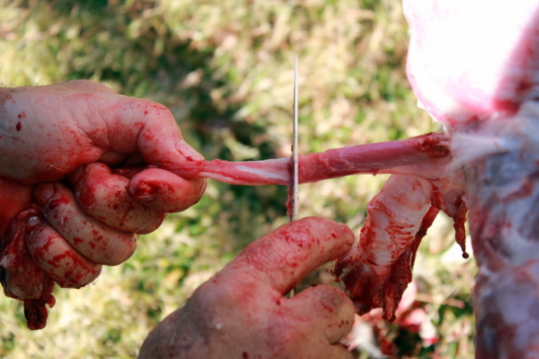 How to Butcher a Lamb