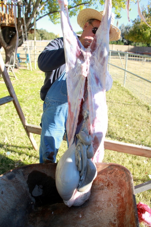 How to Butcher a Lamb