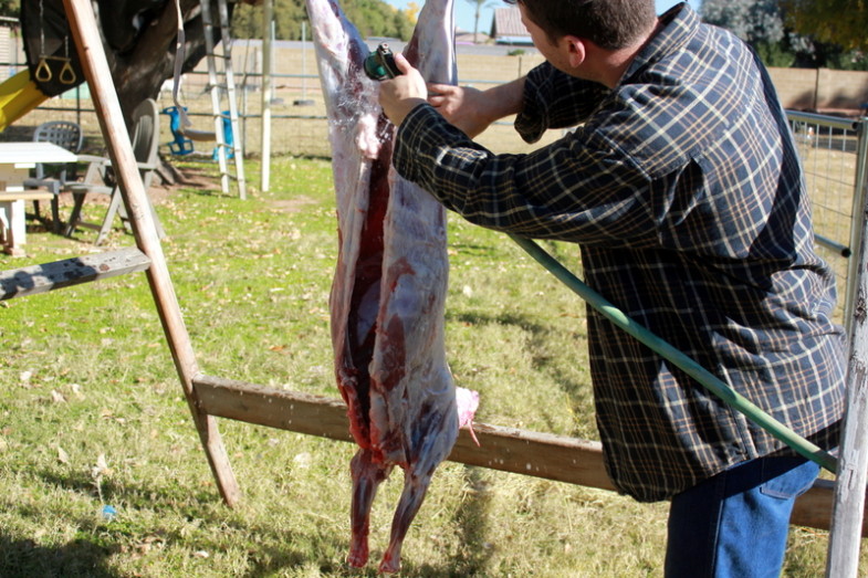 How to Butcher a Lamb