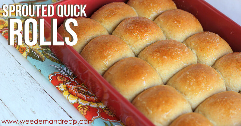 Sprouted Quick Rolls