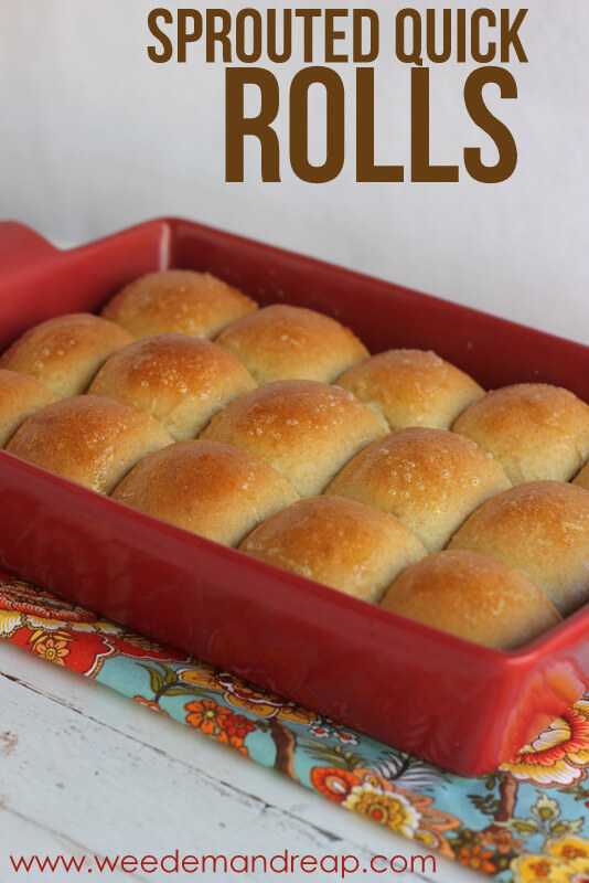Sprouted Spelt Rolls