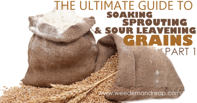 The Ultimate Guide to Soaking, Sprouting, & Sour Leavening Grains - Part 1
