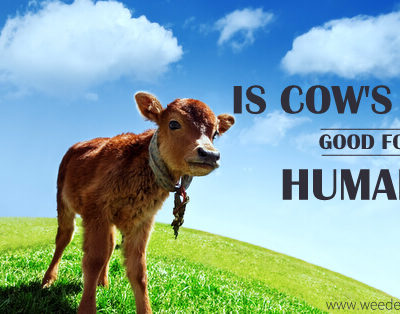 Is Cow’s Milk Good for Humans?