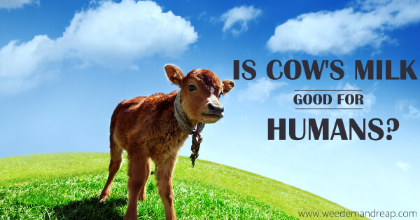 Is Cow's Milk Good for Humans?