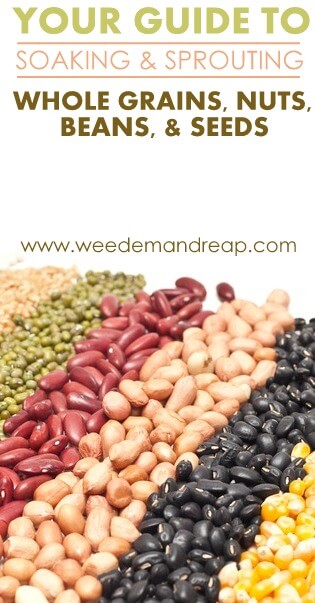 Your Guide to Soaking & Sprouting Whole Grains, Nuts, Beans, & Seeds || Weed 'Em and Reap