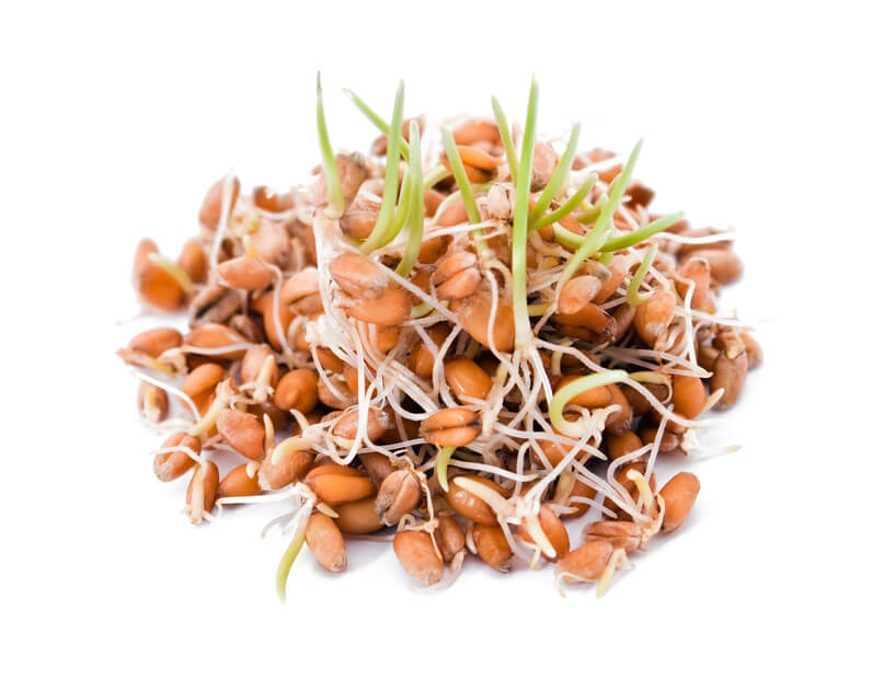 sprouted beans on a white background