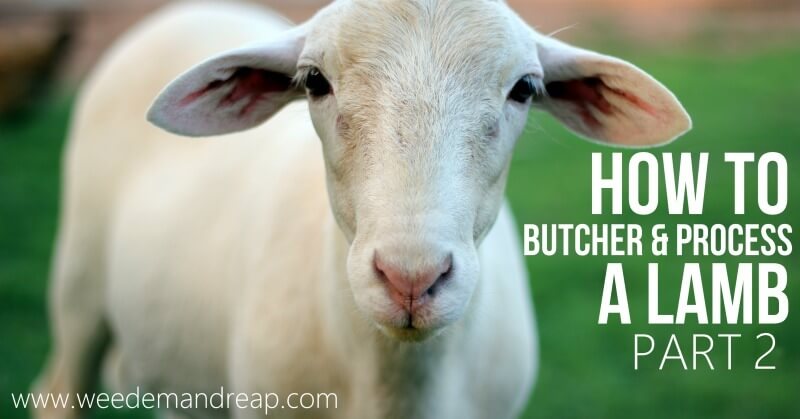 How to Butcher & Process a Lamb2