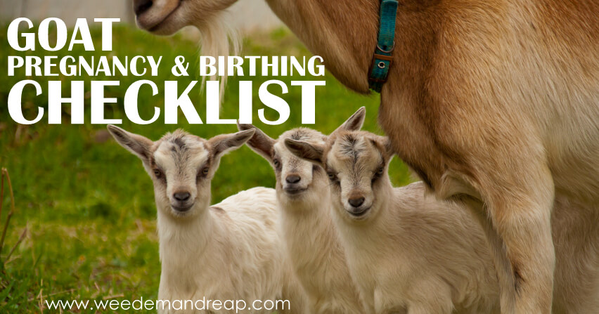 Goat Pregnancy & Birthing Checklist