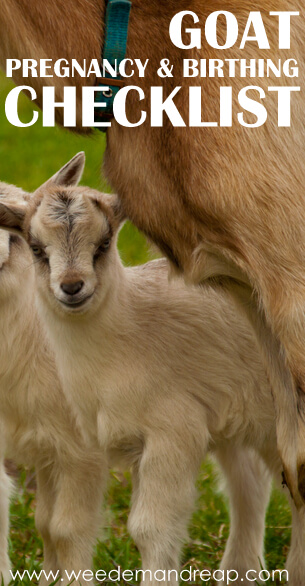 Goat Pregnancy & Birthing Checklist