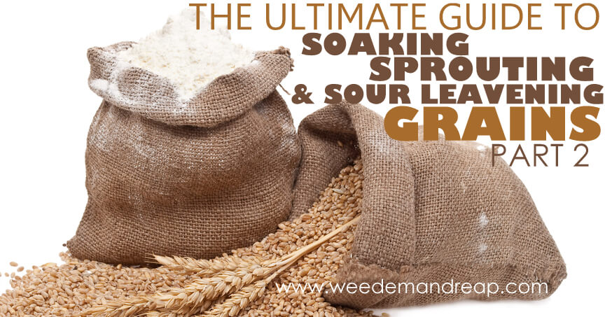 The Ultimate Guide to Soaking, Sprouting, & Sour Leavening Grains - Part 2