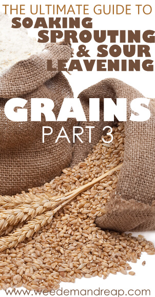 The Ultimate Guide to Soaking, Sprouting, & Sour Leavening Grains - Part 3