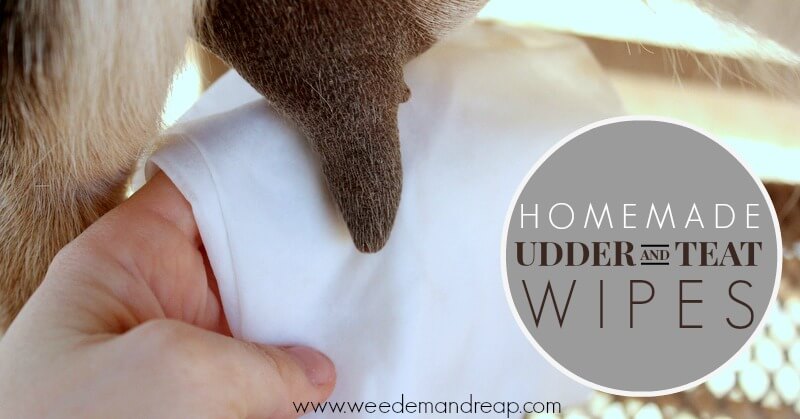 Homemade Udder & Teat Wipes