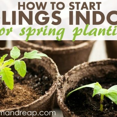 How to Start Seedlings Indoors for spring planting