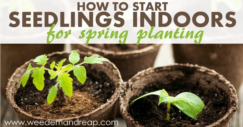 How to start seedlings indoors for spring planting