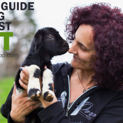 A Simple Guide to Buying Your First Goat